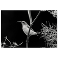 Black and white bird perched on a branch with a dark background