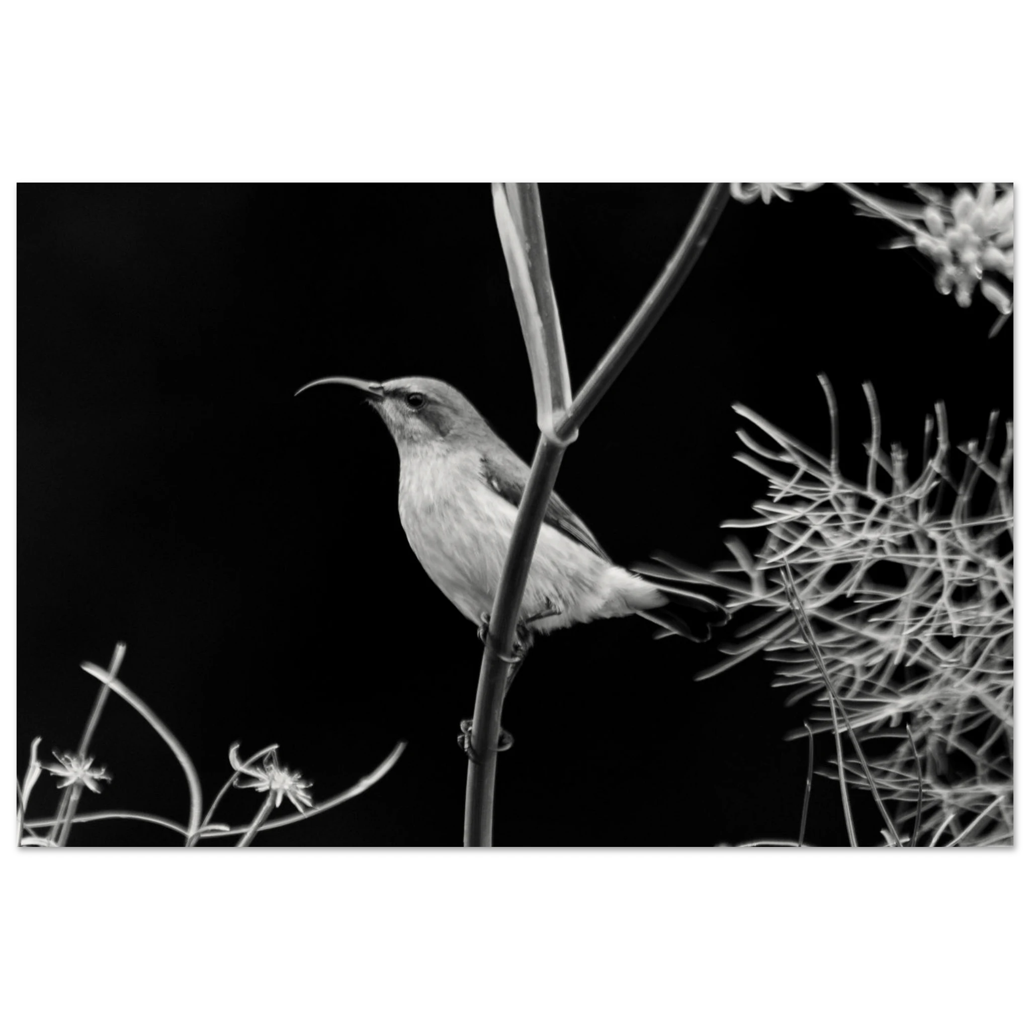 Black and white bird perched on a branch with a dark background