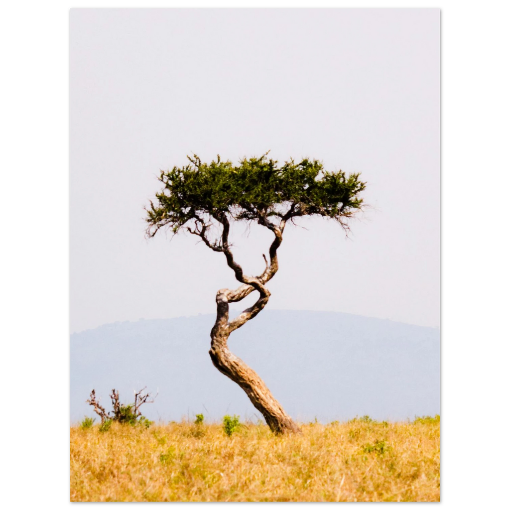 Twisted tree on the savannah with a clear sky