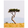 Twisted tree on the savannah with a clear sky