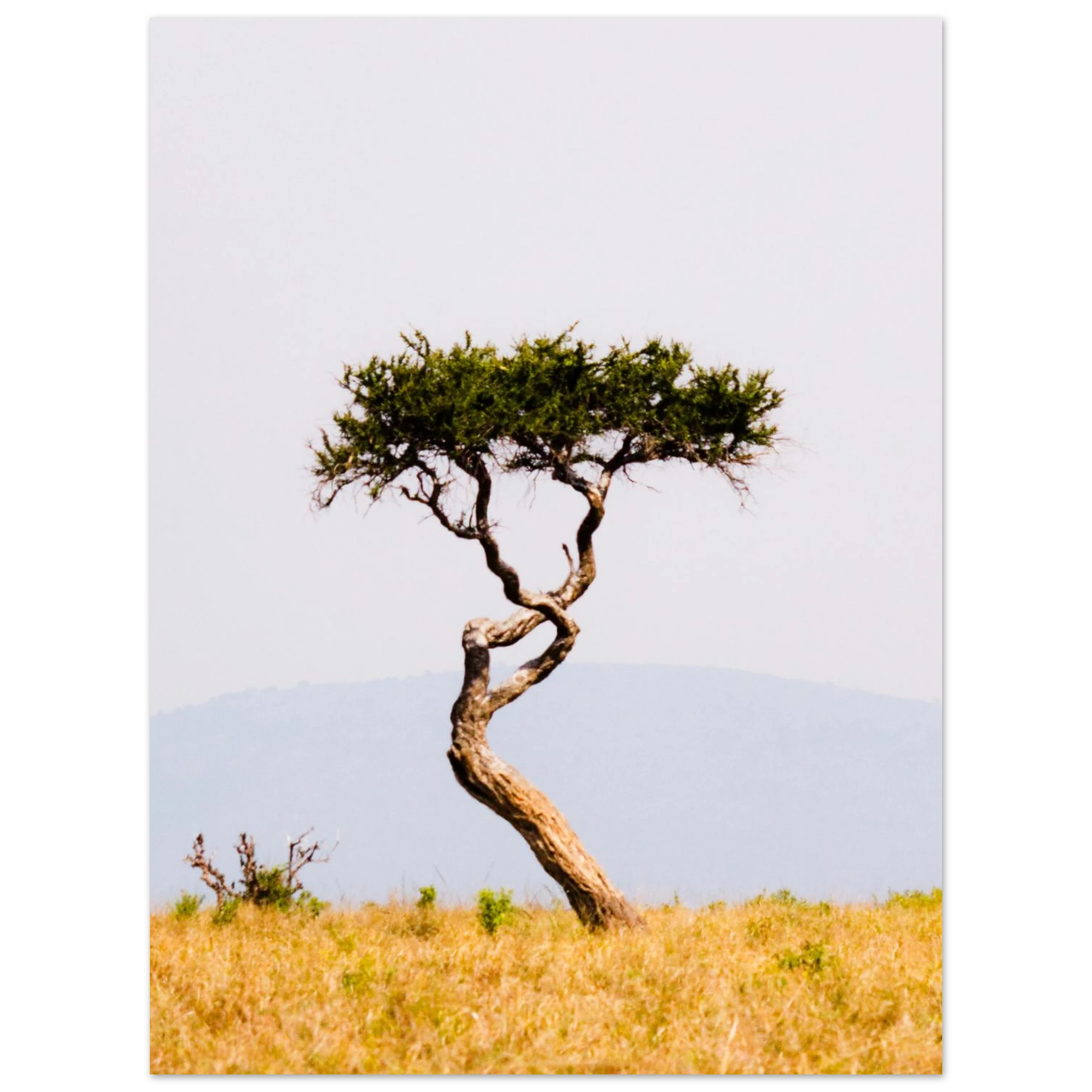Twisted tree on the savannah with a clear sky