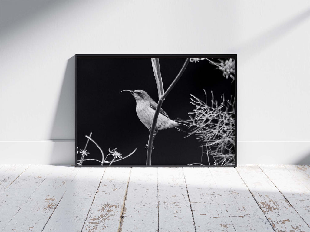 Sunbird
