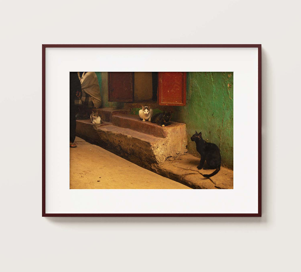Alley Cats