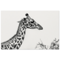 d2b247e2-53c1-4b60-a079-6076c334ce2e
