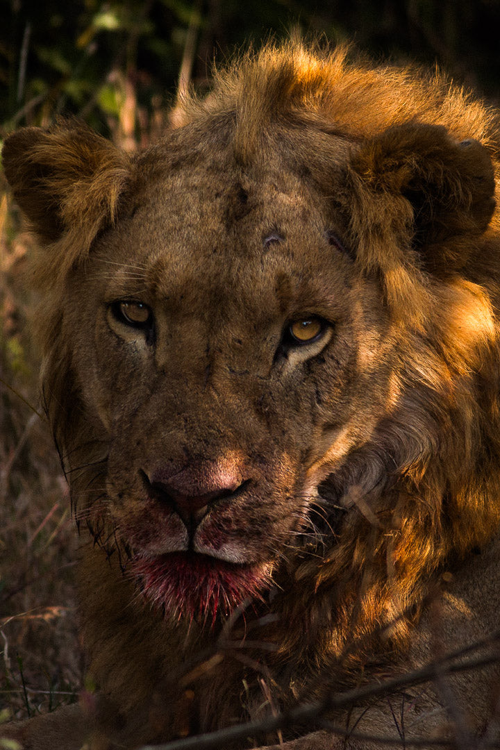 Golden Lion