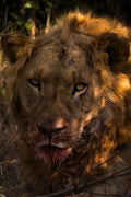 Golden Lion