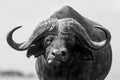 Old Bull