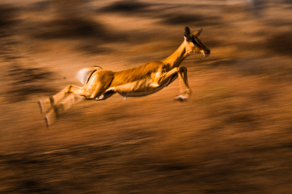 Leap