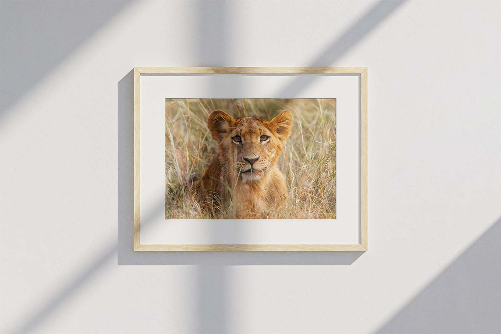 Lion Cub