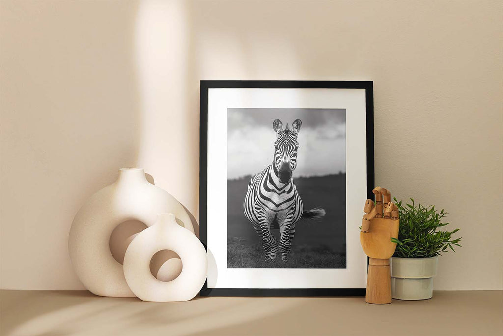 Zebra